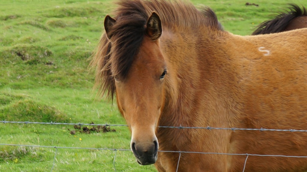 horsey